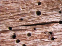 Termite Damage, Repair damage caused by Termites