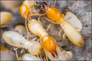 Termite Inspections